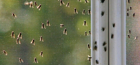Harboring Insects in Colorado: Preparing for Cooler Weather Invaders