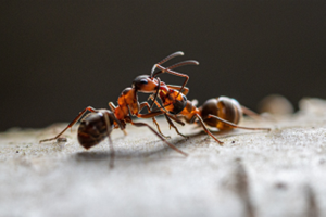 Colorado’s October Pests: Ants