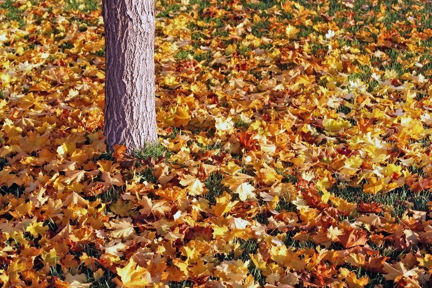 Fall Cleanup and Winterizing Your Commercial Property