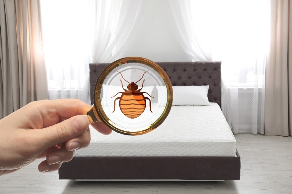 Uninvited Pests: Bed Bug Inspection and Discreet Removal