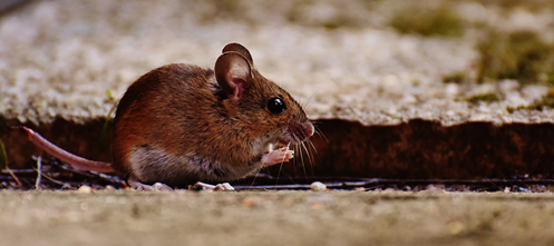 How to Detect Rodent Activity, Understand Their Persistence, and Keep Them at Bay