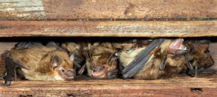 Bats: Spring Roosting in Colorado