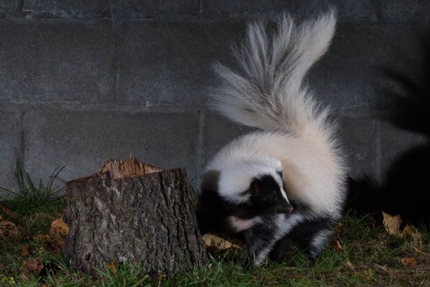 Image of a skunk about to spray in defense.