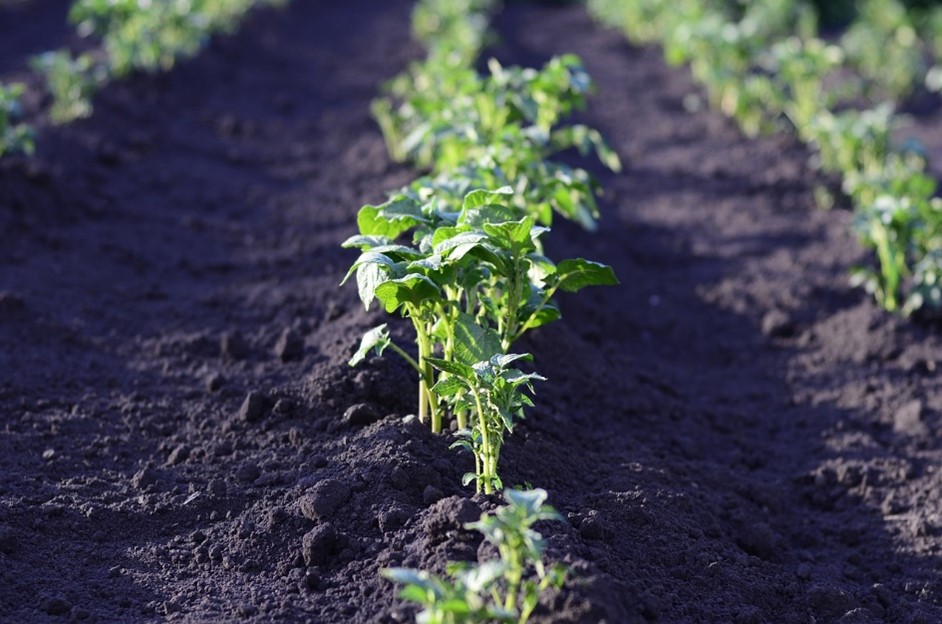 Preparing Your Soil and Choosing Your First Crops